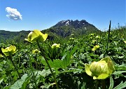 38 Botton d'oro (Trollius europaeus) in bocciolo con vista in Resegone